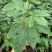 蜂蜜味黄金百香果苗台农一号紫香芭乐味脱毒苗
