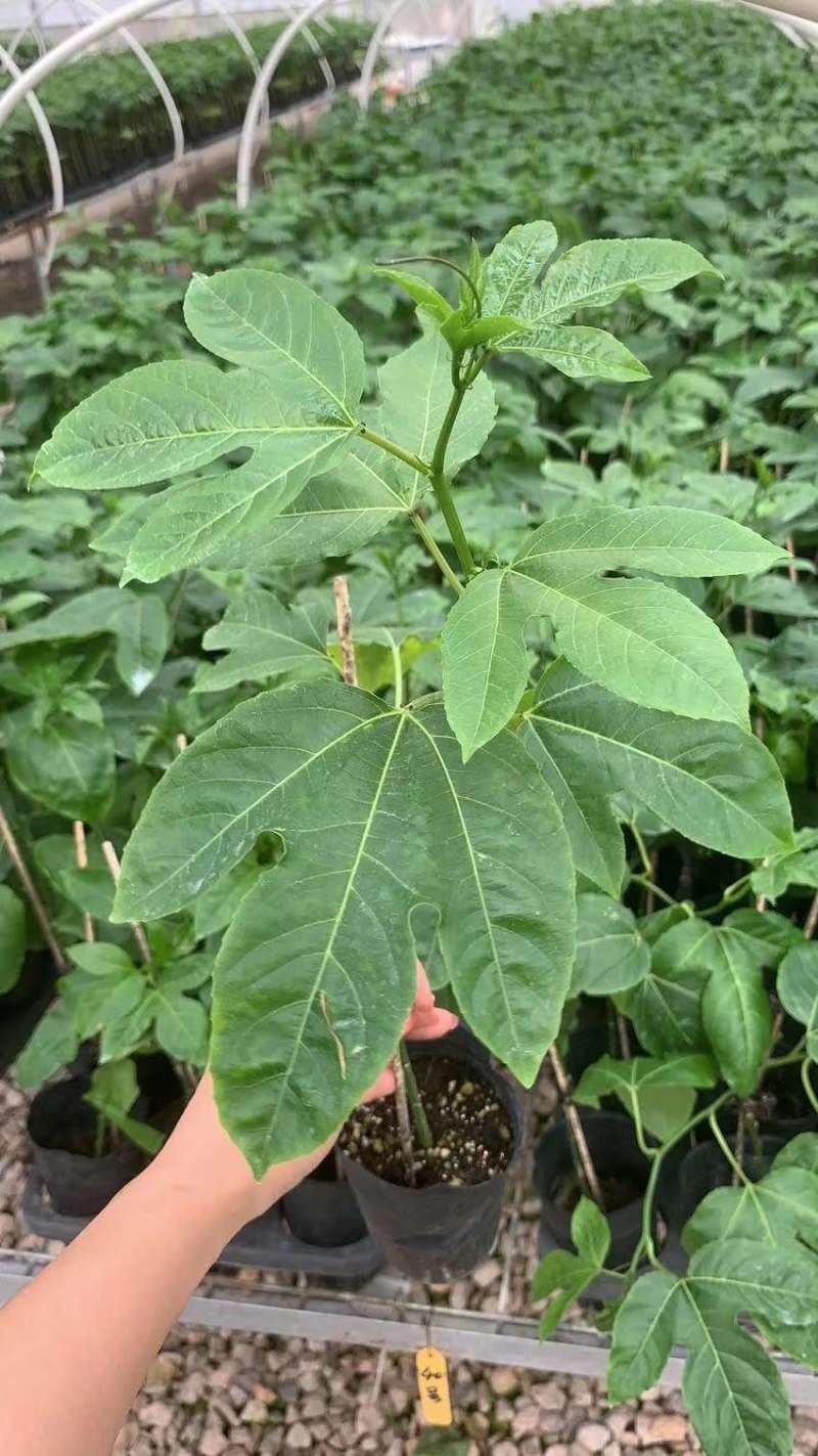 蜂蜜味黄金百香果苗台农一号紫香芭乐味脱毒苗