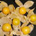 甜菇娘果种子灯笼果种子东北奶香姑娘果树种籽黄姑娘水果春秋