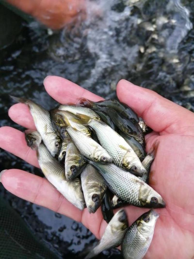 【优选】鲤鱼苗大量低价供货质优价廉保质保量成活率高