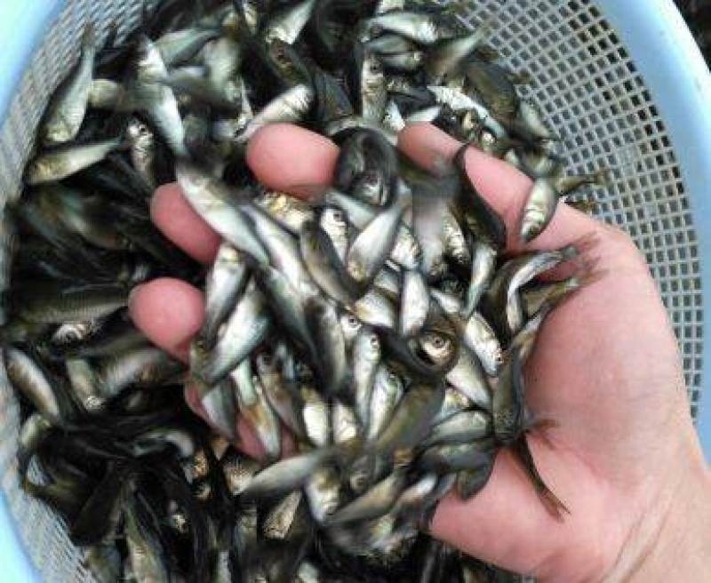 【优选】鲤鱼苗大量低价供货质优价廉保质保量成活率高