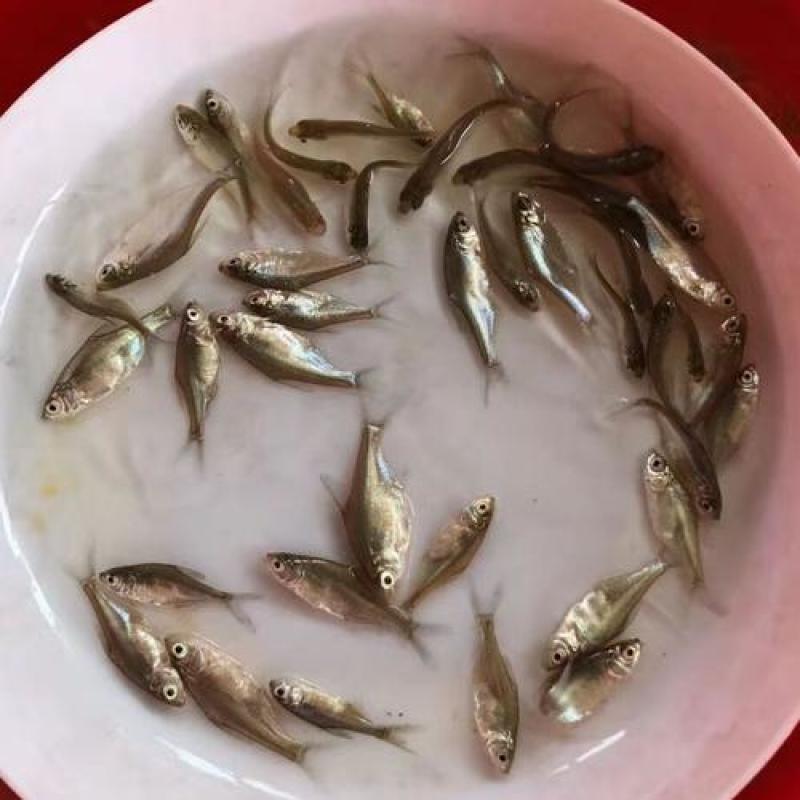【优选】鲤鱼苗大量低价供货质优价廉保质保量成活率高