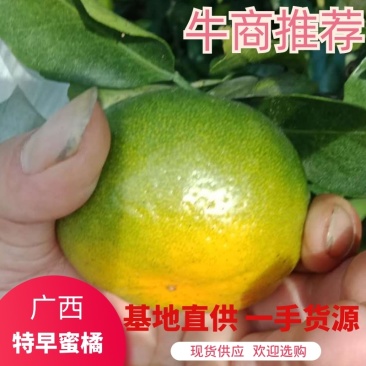 早熟密桔，广西全州早熟密桔大量上市，个大味甜色泽亮