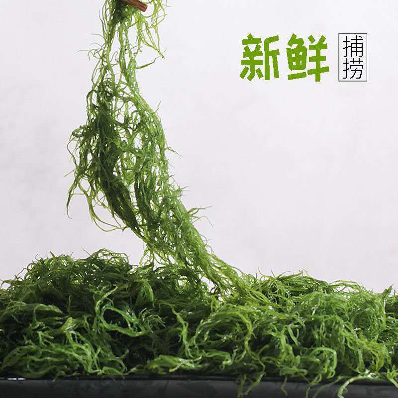 天然新鲜海藻盐渍龙须菜凉拌火锅菜鹿角菜头发菜海发菜海藻