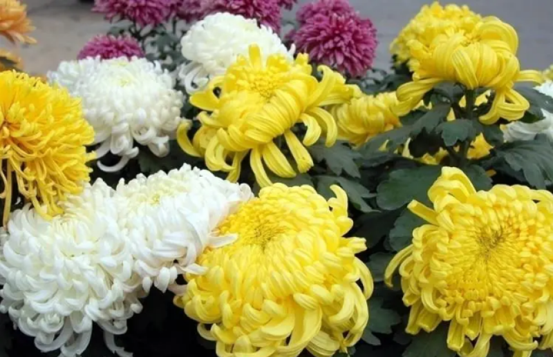 菊花苗四季开花大菊花苗室内外好养大菊花小苗盆地栽耐寒绿植