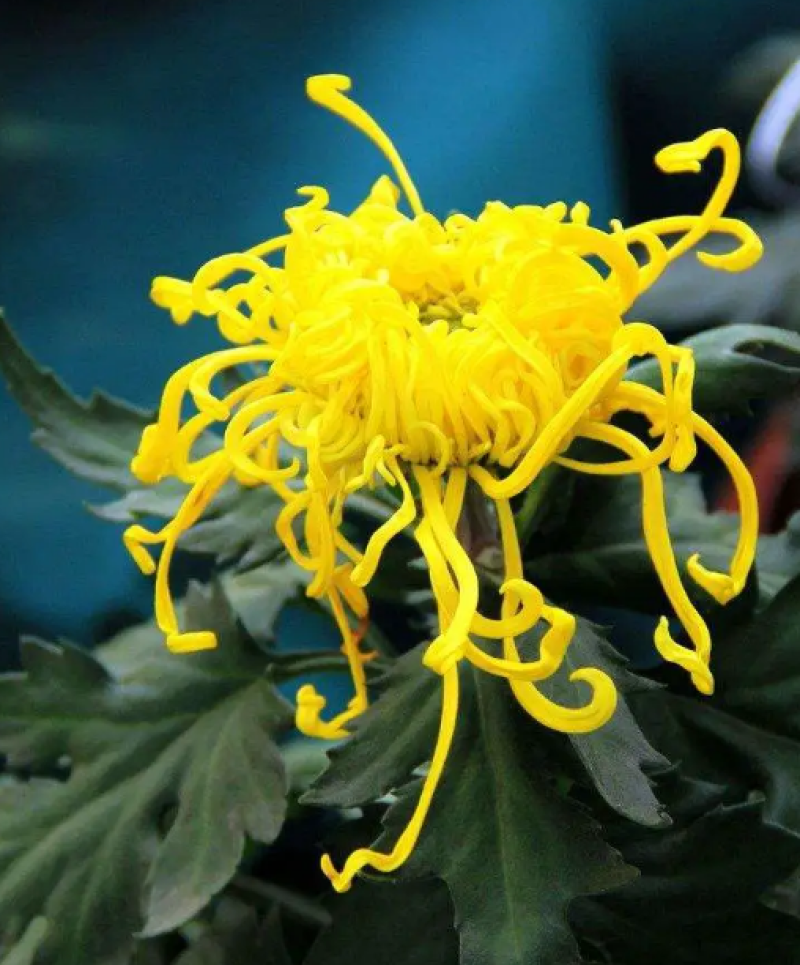 菊花苗四季开花大菊花苗室内外好养大菊花小苗盆地栽耐寒绿植