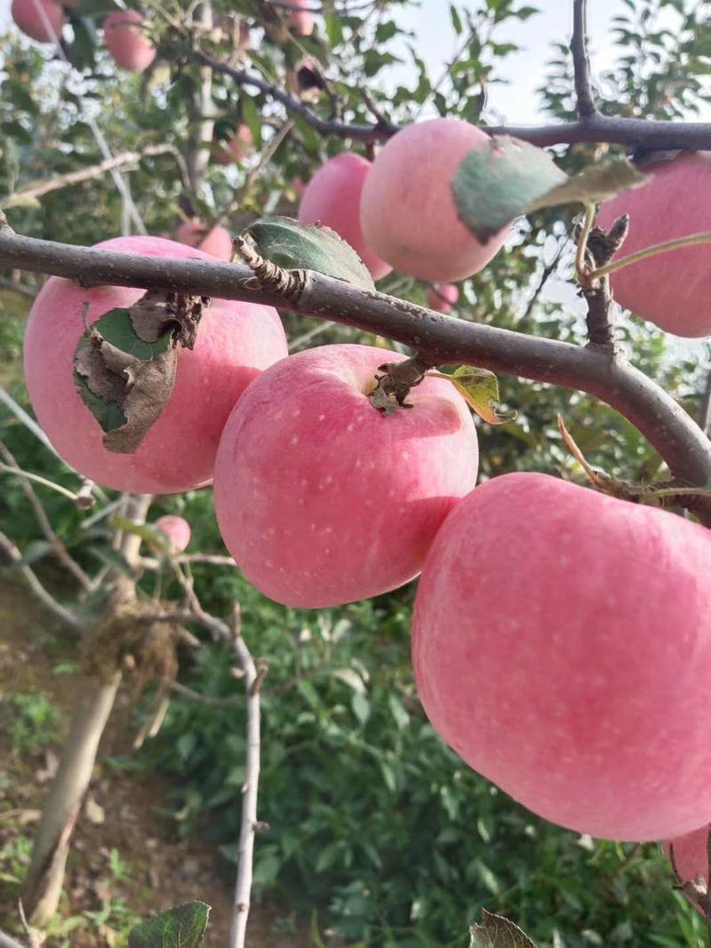 苹果陕西红富士苹果高山红富士苹果品质保证量大