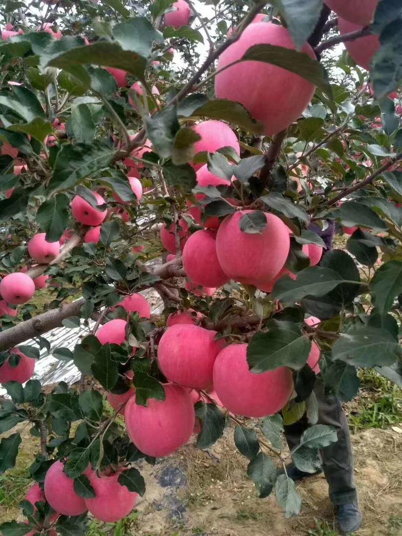 苹果陕西红富士苹果高山红富士苹果品质保证量大