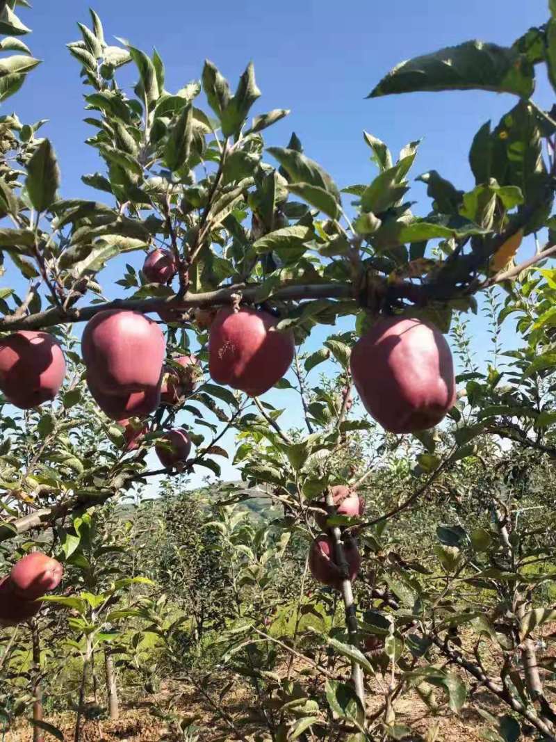新品种苹果树苗水蜜桃苹果树苗香味大汁多甜卖相好