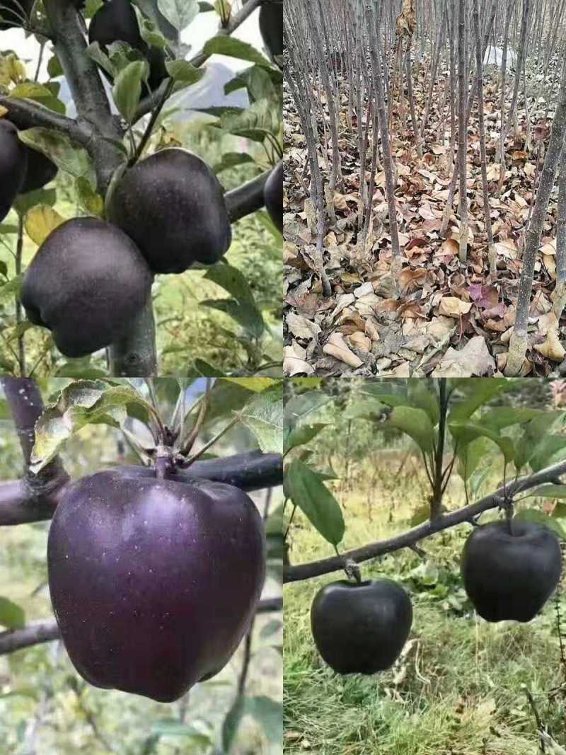新品种苹果树苗水蜜桃苹果树苗香味大汁多甜卖相好