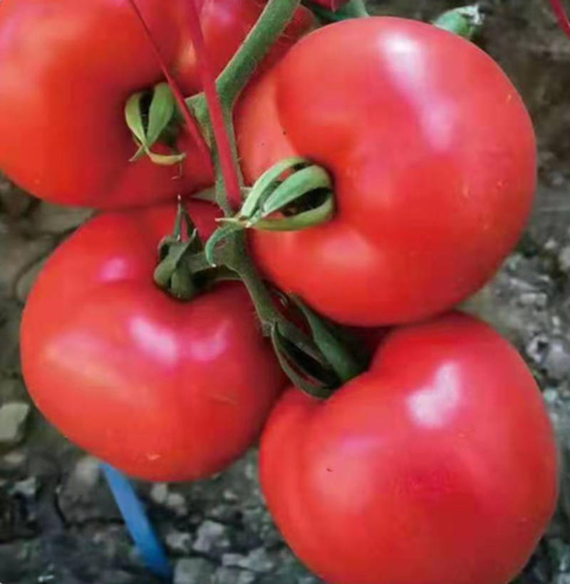 普罗旺斯西红柿苗口感西红柿苗粉果沙瓤番茄苗原包装育