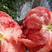 普罗旺斯西红柿苗口感西红柿苗粉果沙瓤番茄苗原包装育