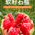 突尼斯软籽石榴苗拒绝假苗现挖现发保湿发货