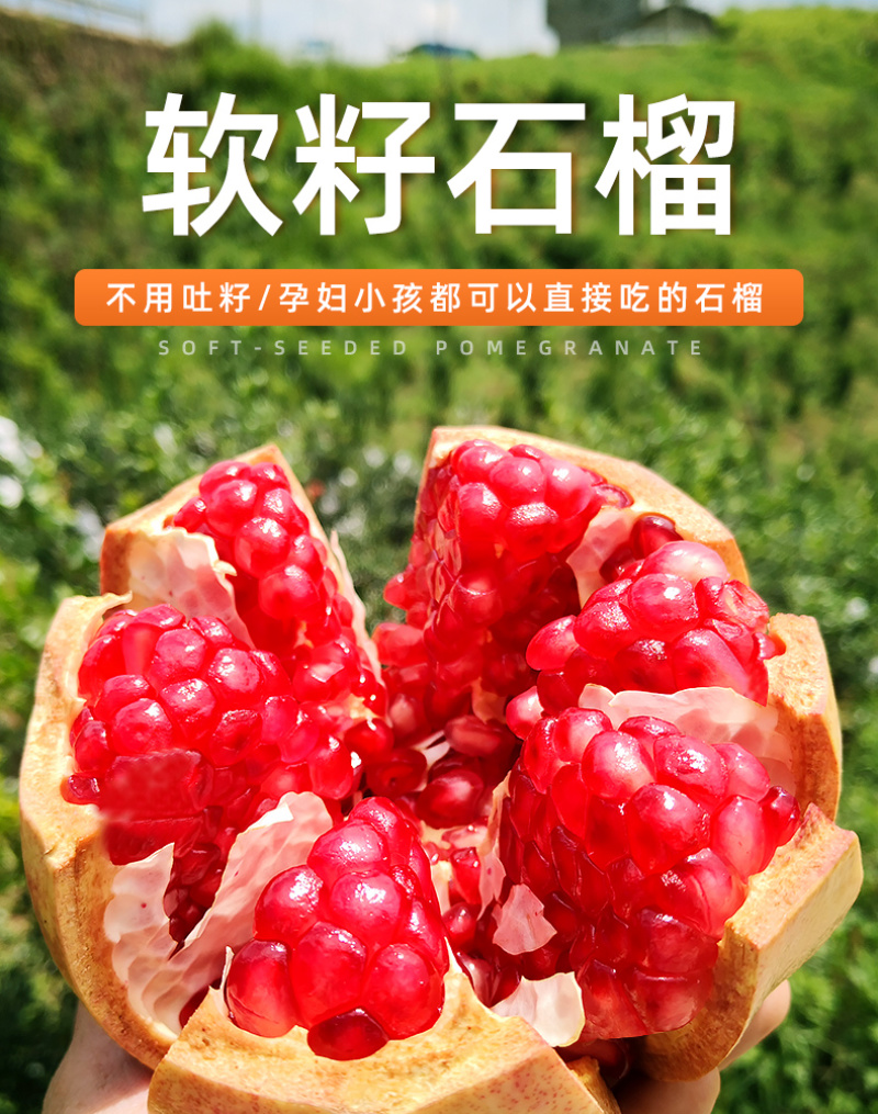 突尼斯软籽石榴苗拒绝假苗现挖现发保湿发货