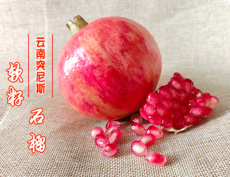 突尼斯软籽石榴苗拒绝假苗现挖现发保湿发货