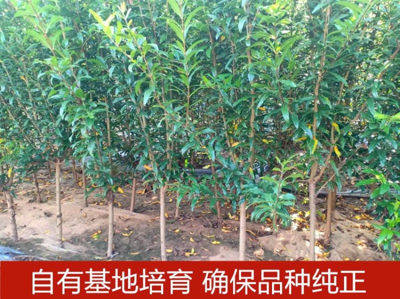突尼斯软籽石榴苗拒绝假苗现挖现发保湿发货