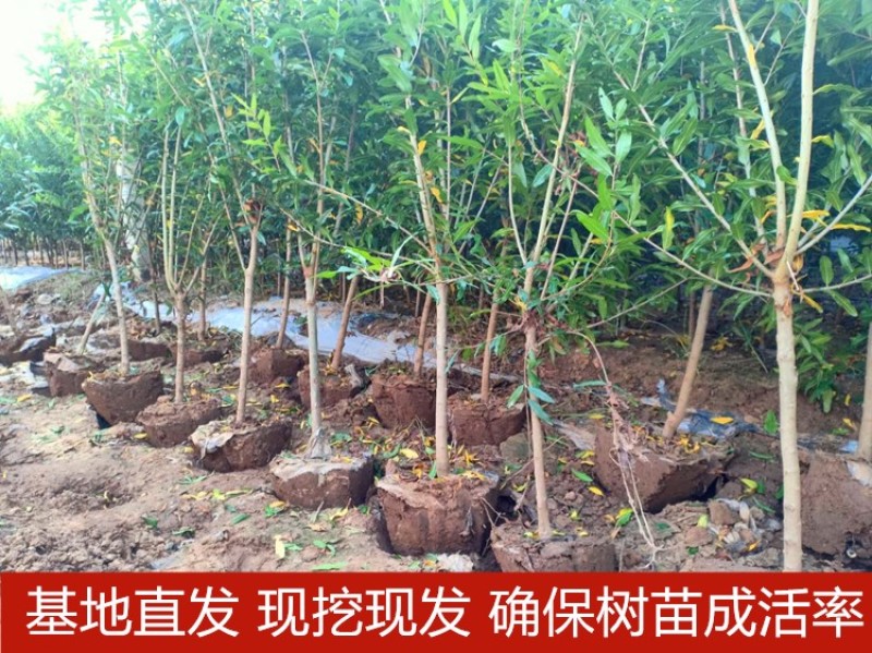 突尼斯软籽石榴苗拒绝假苗现挖现发保湿发货