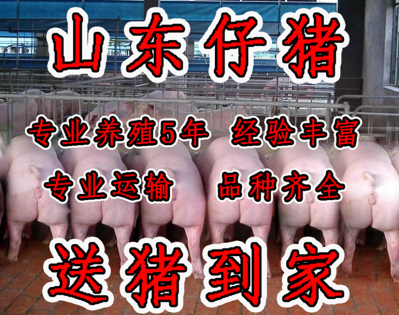 荐仔猪山东仔猪猪场拆迁大甩卖疫苗齐全包活送货到家