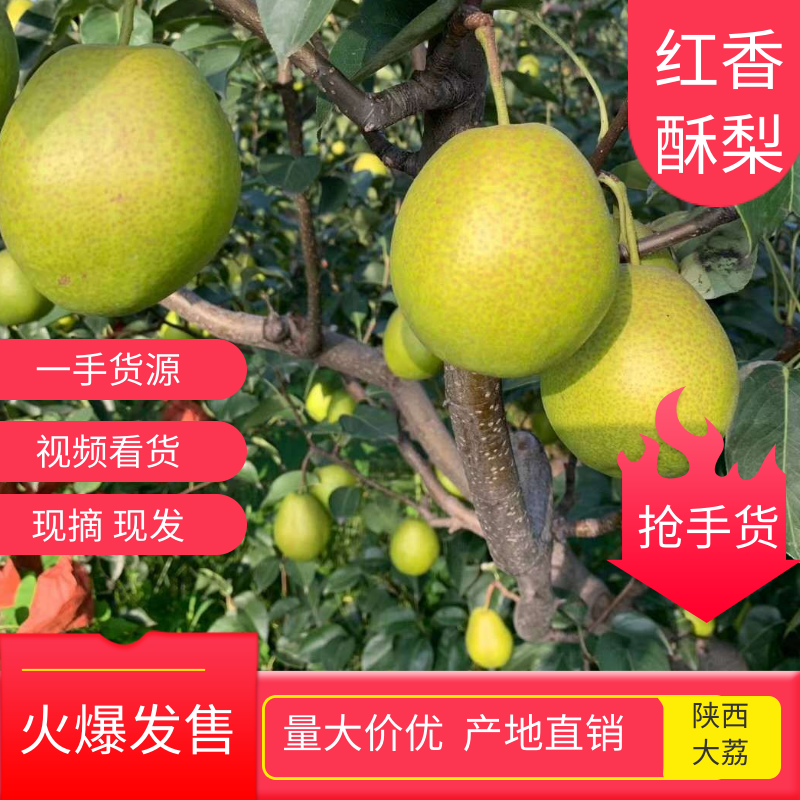 陕西红香酥梨价格，红香酥香梨批发，香梨口感脆甜