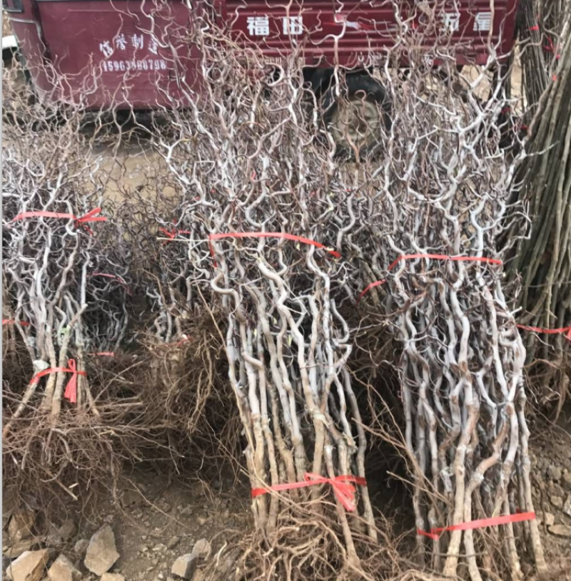 枣树活苗南北方种植嫁接甜枣当年结果易成活