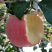 一件代发河北苹果【国宴苹果】脆甜无渣产地直销下单包邮