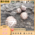 【特惠】秦岭椴木香菇原生态椴木香菇基地直供价优质保