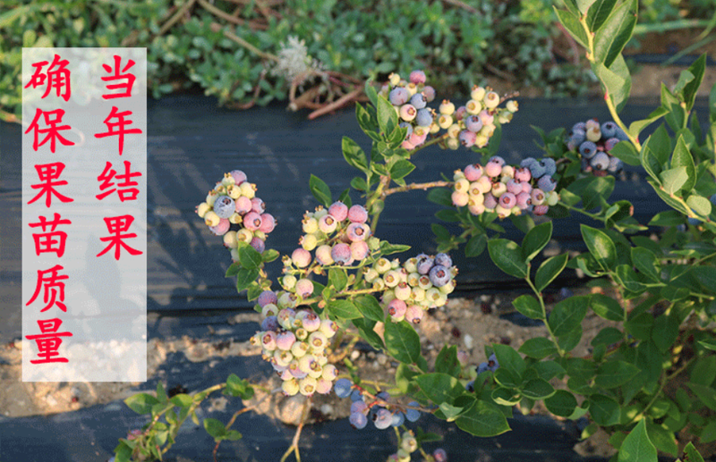 兔眼蓝莓苗南高丛蓝莓苗盆栽地栽，带土带杯基地直发