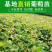 蓝宝石葡萄苗盆栽地栽爬藤当年结果保湿发货
