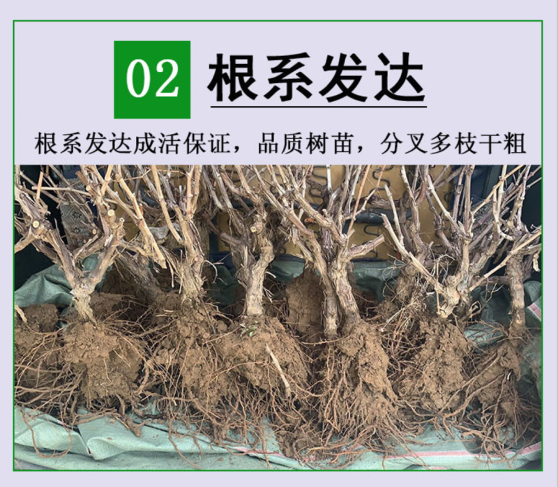 蓝宝石葡萄苗盆栽地栽爬藤当年结果保湿发货
