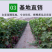 蓝宝石葡萄苗盆栽地栽爬藤当年结果保湿发货