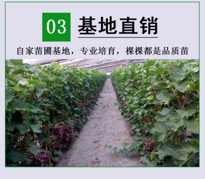 蓝宝石葡萄苗盆栽地栽爬藤当年结果保湿发货