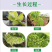 蓝宝石葡萄苗盆栽地栽爬藤当年结果保湿发货
