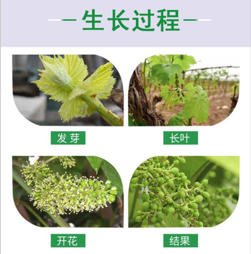 蓝宝石葡萄苗盆栽地栽爬藤当年结果保湿发货
