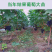 蓝宝石葡萄苗盆栽地栽爬藤当年结果保湿发货