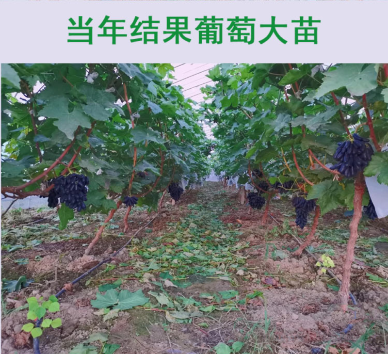 蓝宝石葡萄苗盆栽地栽爬藤当年结果保湿发货