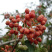 优质花椒苗包邮包成活品种纯正基地直销各种花椒苗