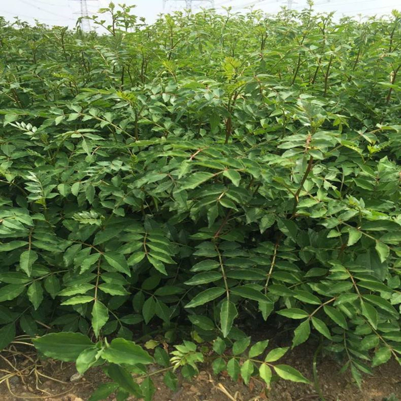 优质花椒苗包邮包成活品种纯正基地直销各种花椒苗