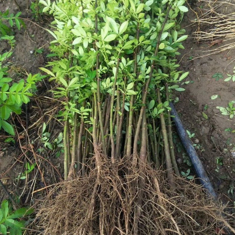 优质花椒苗包邮包成活品种纯正基地直销各种花椒苗
