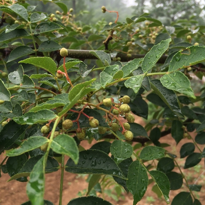 优质花椒苗包邮包成活品种纯正基地直销各种花椒苗