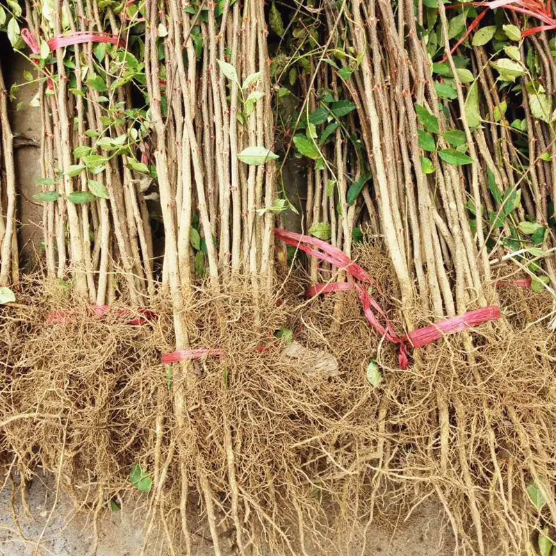 优质花椒苗包邮包成活品种纯正基地直销各种花椒苗