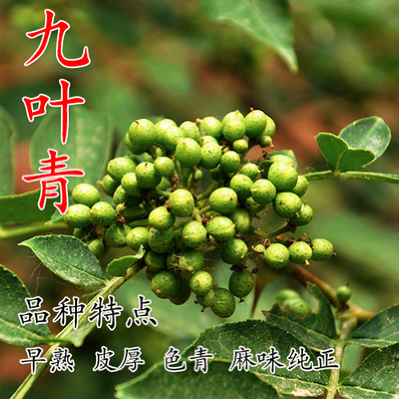 优质花椒苗包邮包成活品种纯正基地直销各种花椒苗