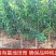 突尼斯软籽石榴苗黑籽石榴树苗品种纯正