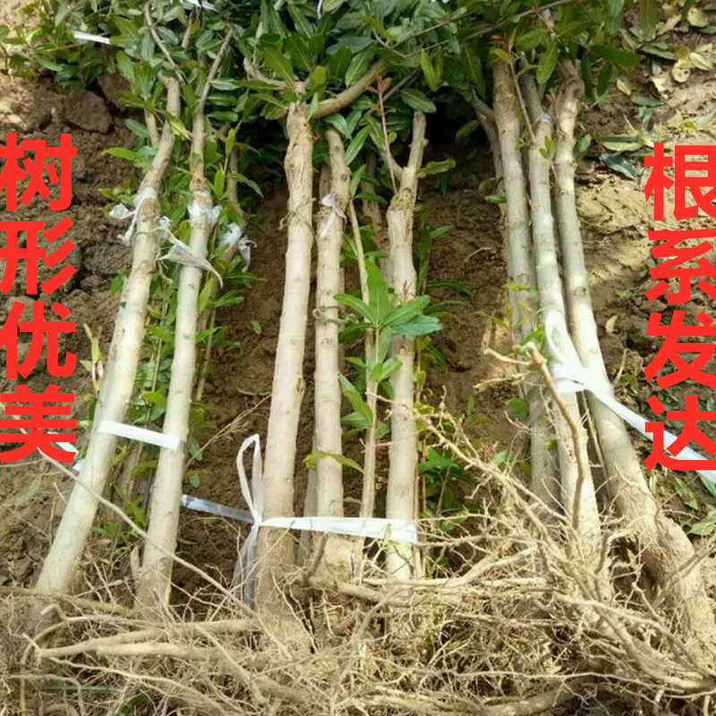 突尼斯软籽石榴苗黑籽石榴树苗品种纯正