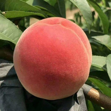 油蟠七号桃苗七月份成熟的黄肉油蟠桃苗-桃树苗供应基地