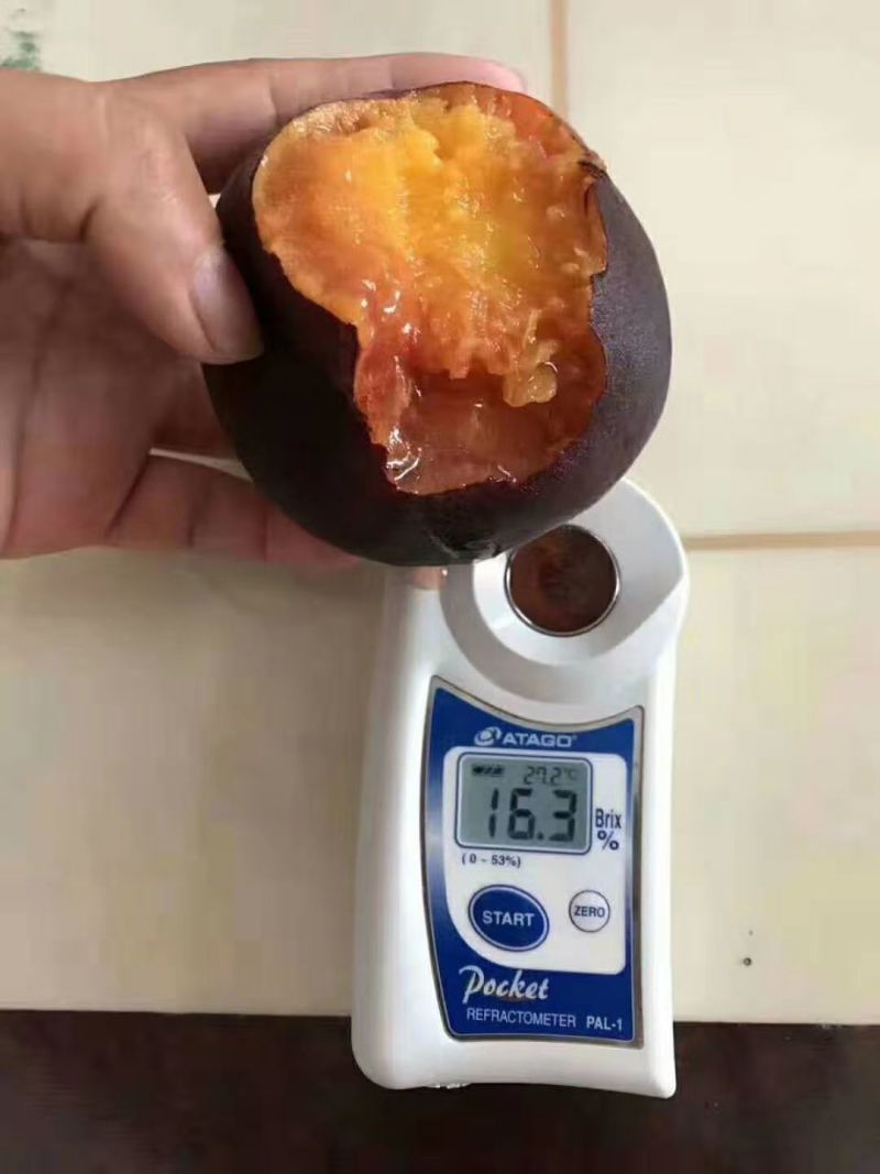 油蟠七号桃苗七月份成熟的黄肉油蟠桃苗-桃树苗供应基地