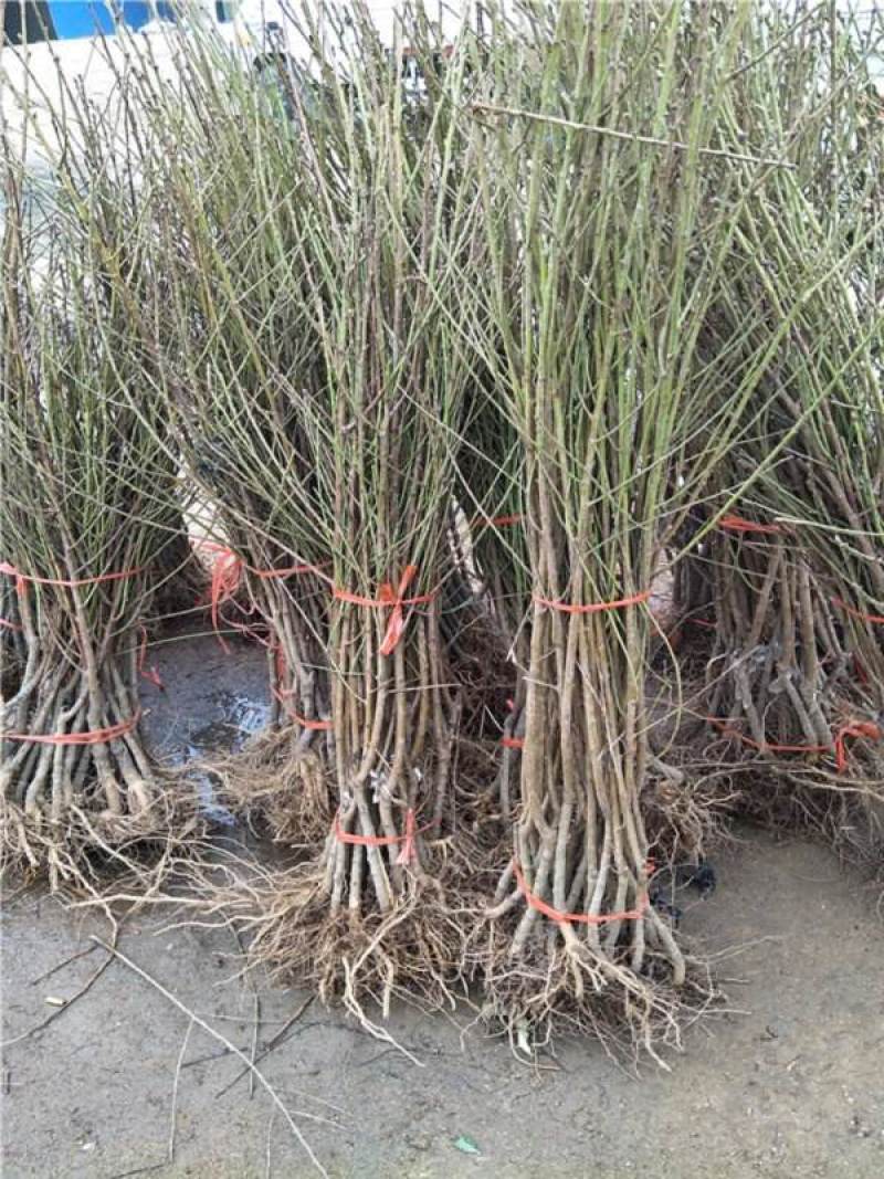 油蟠七号桃苗七月份成熟的黄肉油蟠桃苗-桃树苗供应基地