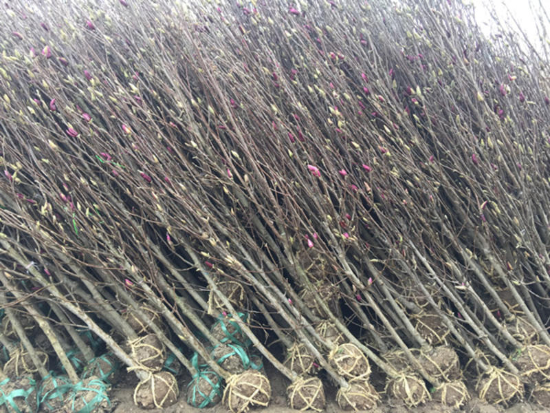 紫玉兰苗玉兰树2公分玉兰各种规格