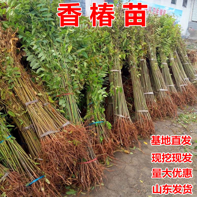 露天红油香椿苗基地大棚专用红油香椿树苗
