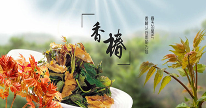 露天红油香椿苗基地大棚专用红油香椿树苗