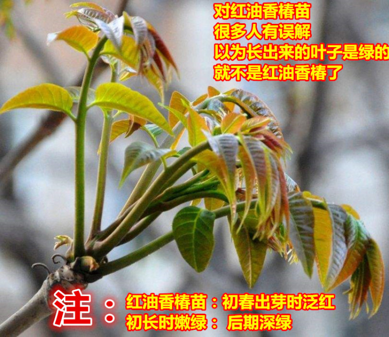 露天红油香椿苗基地大棚专用红油香椿树苗